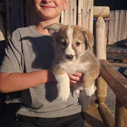 Blue Collar Male - Red male Pembroke Welsh Corgi puppy in Tenino, Washington from LoneStar Corgis NW