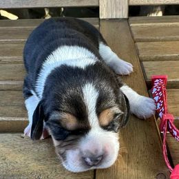 Boy 4 - Black tan and white male Beagle puppy in Sacramento, California from Alton Beagles