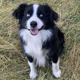 Cooper - Miniature Australian Shepherd