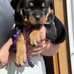 Girl 1 - Black and mahogany female Rottweiler puppy in Wisdom, Montana from WeisheitHaus Rottweilers