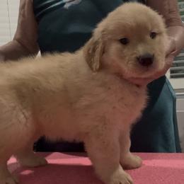 Girl 5 - Golden female Golden Retriever puppy in Montgomery, Texas from Chrysanthos Golden Retrievers