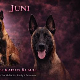 Juni - Belgian Malinois