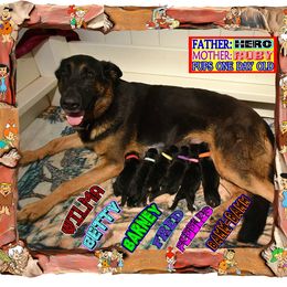 Girl 3 - female German Shepherd puppy in Murrieta, California from Diamond Oaks German Shepherds