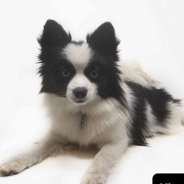 Kitta - Pomsky