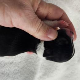 Oreo - Black and white male Chihuahua puppy in Springfield, Missouri from Casadelopez Tails