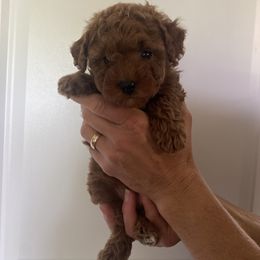 Australian Shepherd, Goldendoodle, and Poodle Puppies from 5AFarms