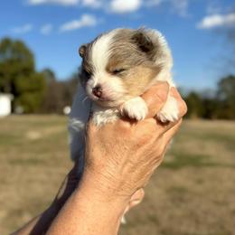 Merle Parti and Tan - Blue merle female Pomeranian puppy in Scottsburg, Virginia from Summer Set Poms