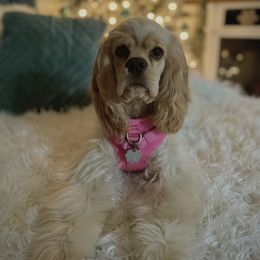 Murphy - Cocker Spaniel