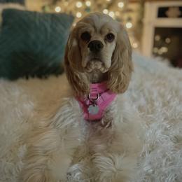 Murphy - Cocker Spaniel