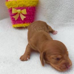 Girl 1 - Red Dapple - Dapple female Dachshund puppy in Brandon, Mississippi from A & N Kennels