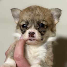 Nala girl - Red female Pembroke Welsh Corgi puppy in White Sulfur Springs, Montana from Montana Shorties