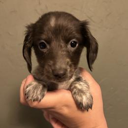 Oakley - Blue and cream female Dachshund puppy in Phoenix, Arizona from The Long Dog Lounge