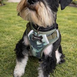 Mateo - Miniature Schnauzer