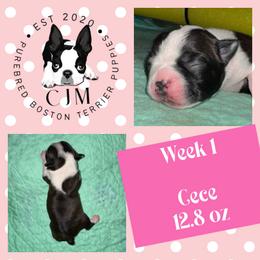 Cece - Black and white female Boston Terrier puppy in Jupiter, Florida from CJM Boston and Boxer Puppies