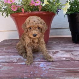 Goldendoodle Puppies from Missoula Family Goldendoodles
