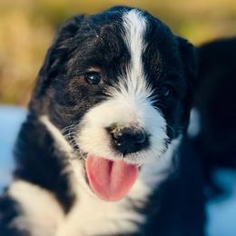 Maple - Black and white female Aussiedoodle puppy in Hempstead, Texas from Young Gun Aussies