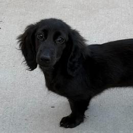 Fox @WPS - Dachshund