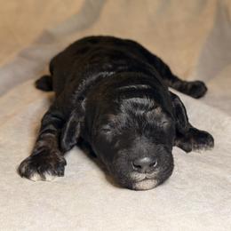 Ranger - Merle male Goldendoodle puppy in Saint Louis, Missouri from Jax Doodles