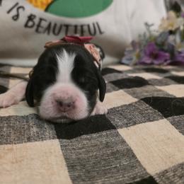 Rosanna - Black and white female English Springer Spaniel puppy in Cookeville, Tennessee from Krossroads Kennel