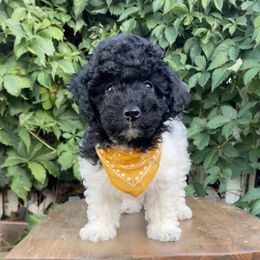 Bashful (Snow White and the Seven Dwarfs Litter) - Black & white male Maltipoo puppy in St. George, Utah from Winchester Hills Poodles and Doodles