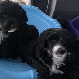 Red - Black and white female Portuguese Water Dog puppy in Lebanon, Indiana from Aarbelle’s Portuguese water dogs