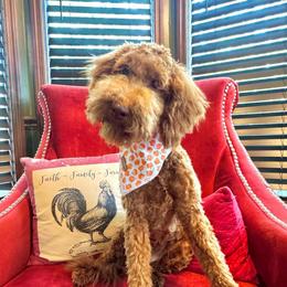 Roo - Goldendoodle
