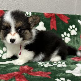 Dorito - Black and tan female American Corgi puppy in Hico, Texas from Chisholm Trail Kennels