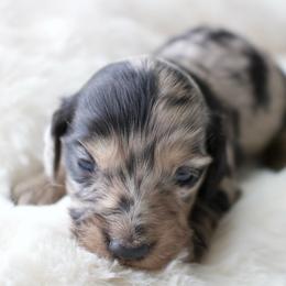 Shelly - Dapple female Dachshund puppy in Morrow, Ohio from Courtney’s Colorful Doxies