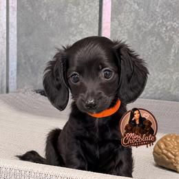 ORANGE - Black female Dachshund puppy in Liberty, Texas from Mini Chocolate Factory
