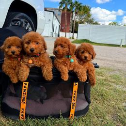 CANDY - Red female Maltipoo puppy in Sugar Land, Texas from Celebrity Maltipoos
