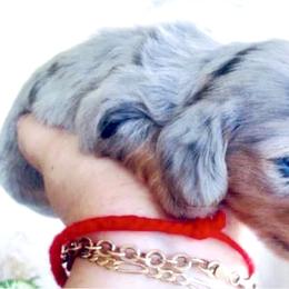 Dachshund Puppies from Meldox