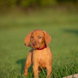 German Shorthaired Pointer and Vizsla Puppies from Nosam Kennels