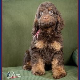 Fairy - Brown and tan female Cockapoo puppy in Connersville, Indiana from Deaz Doodle Ranch
