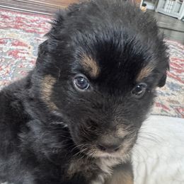 Moose - Black tri-color male Australian Shepherd puppy in Nezperce, Idaho from Willow Creek Farm
