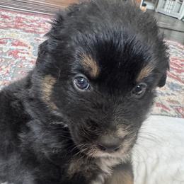 Moose - Black tri-color male Australian Shepherd puppy in Nezperce, Idaho from Willow Creek Farm