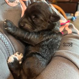 Sushi - Black female Schnoodle puppy in Sedalia, Missouri from Farmer Brown's Puppies