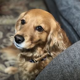 "Eva" Companion Cross All Grown Up from PNW Mini Golden Retrievers