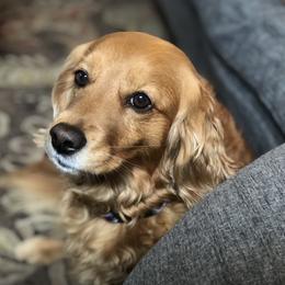 "Eva" Companion Cross All Grown Up from PNW Mini Golden Retrievers