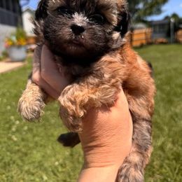 Boy 1 - Brown male Shihpoo puppy in Clayton, North Carolina from The Snuggly Shih Poo