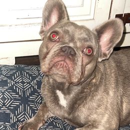 French Bulldogs from Smith Bros Bullies