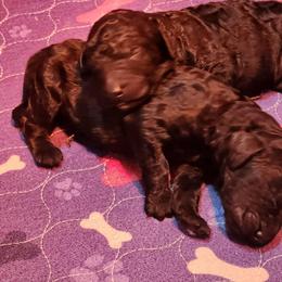 Boy 1 - Black male Poodle puppy in Stephentown, New York from Creme de la Poodle, standard poodles