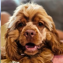 Penny - Cocker Spaniel