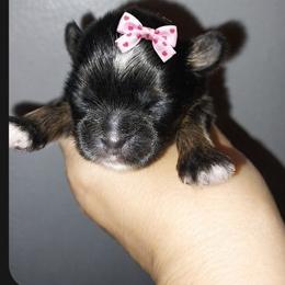 Petal - Blue female Shih Tzu puppy in Arcadia, Florida from Kitsune Cuddles and kisses