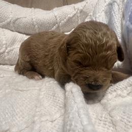 Bonnie - Red  female Goldendoodle puppy in Graham, North Carolina from Geise Meadow Doodles
