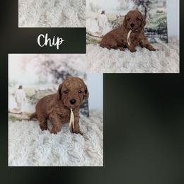 Chip - Red  male Goldendoodle puppy in Newdale, Idaho from Canyon Creek Puppies