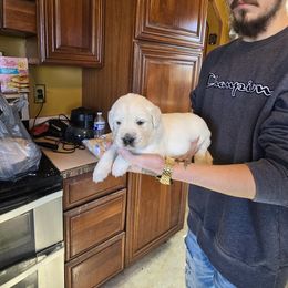 PURPLE COLLAR BOY - Light golden male Golden Retriever puppy in Terre Haute, Indiana from Fiddle In Gold Retrievers