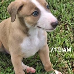 LIAM - Fawn male Whippet puppy in Ocala, Florida from Sandstorm Whippets