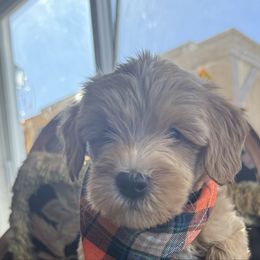 Phillip - Apricot male Goldendoodle puppy in Hughesville, Maryland from Fox Run Farm