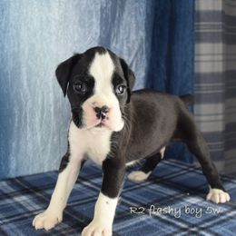 Boxer puppies from Cadogans Boxers