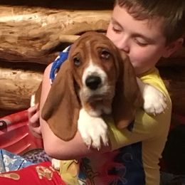 Basset Hound Puppies from Muggsk-9obedience
